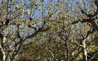 上海师范大学音乐学院有何特色？