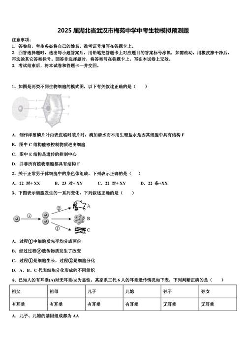 2025湖北八校联考生物-第2张图片-泰美艺术培训