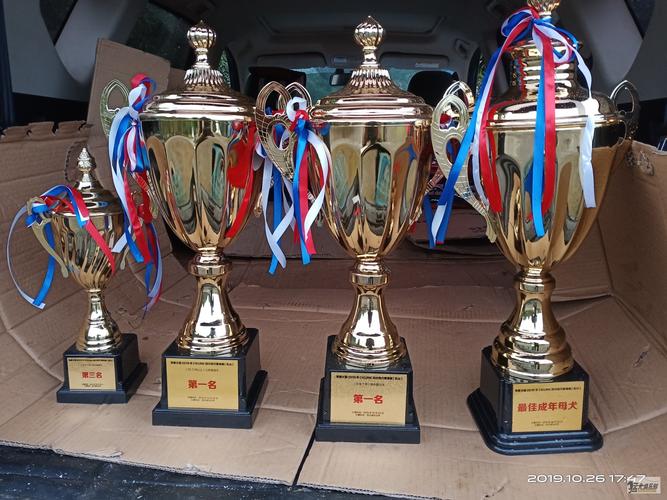 四川舞蹈文化成绩230有何深意？-第3张图片-泰美艺术培训