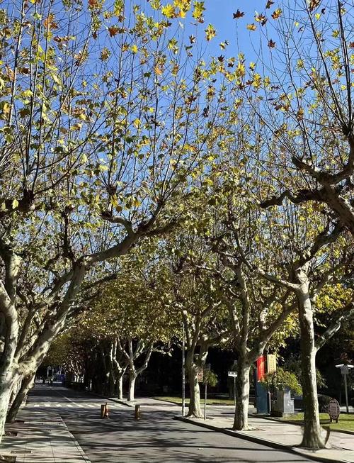 上海师范大学音乐学院有何特色？-第1张图片-泰美艺术培训